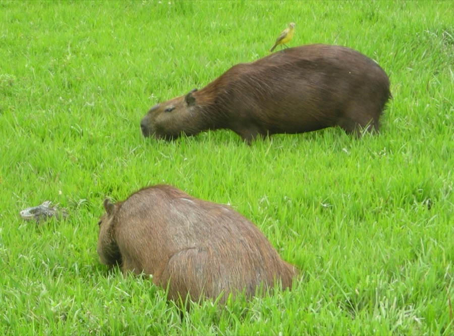 capybara 01