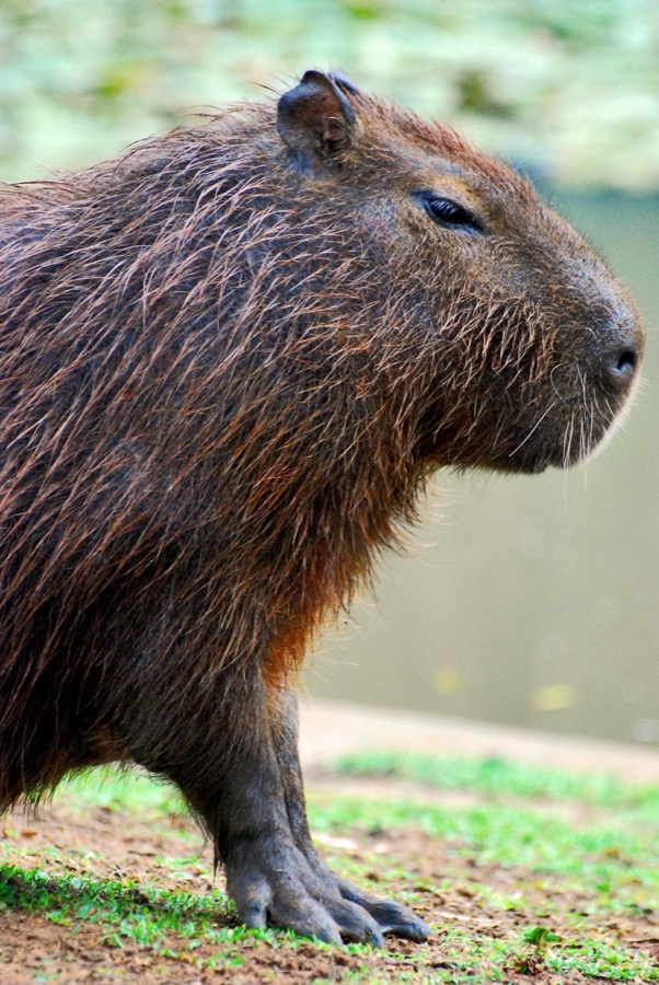 capybara 02