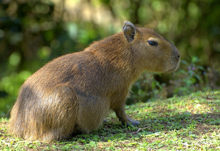 capybara 03