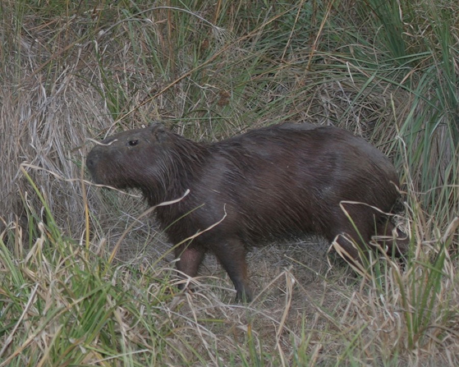 capybara 04
