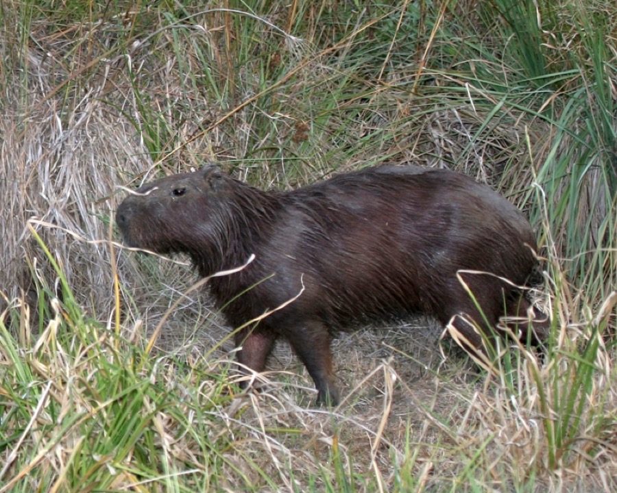 capybara 05