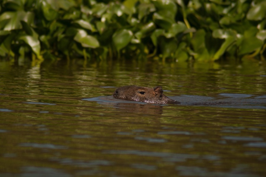 capybara 06