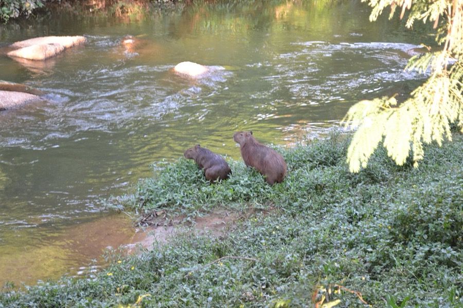 capybara 07