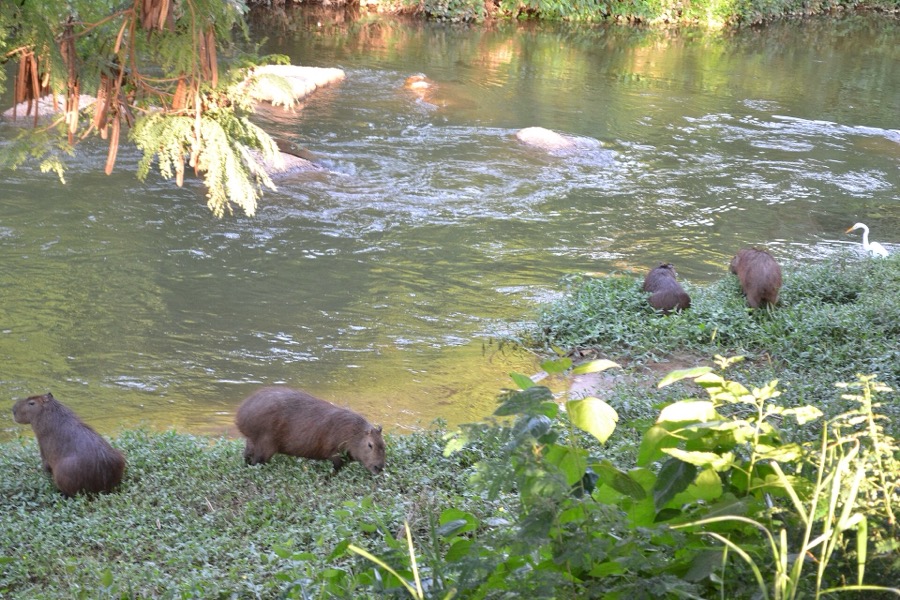capybara 08