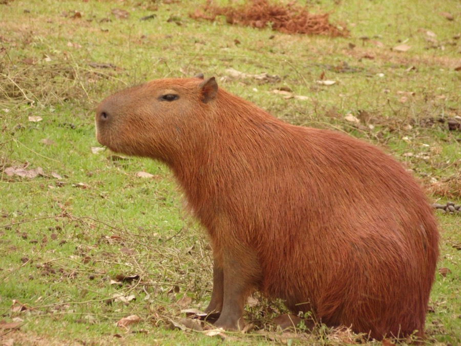 capybara 09