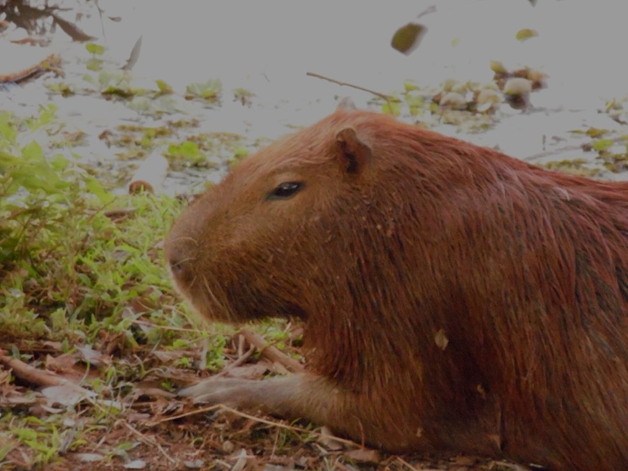 capybara 10