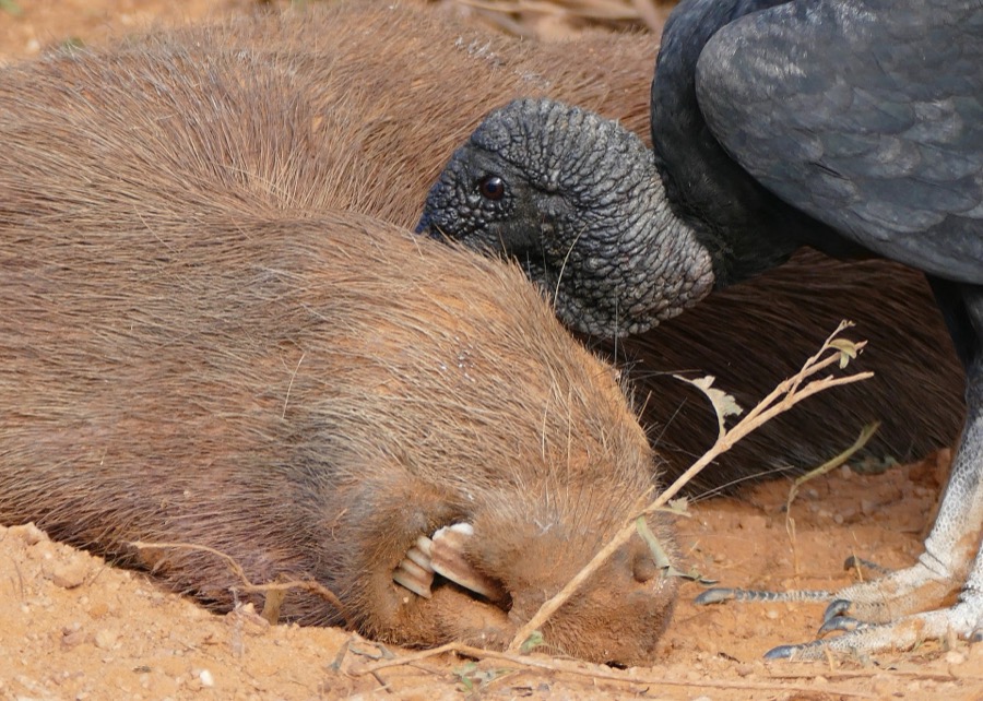 capybara 11