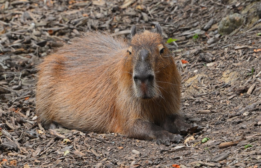 capybara 12