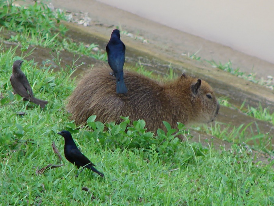 capybara 13
