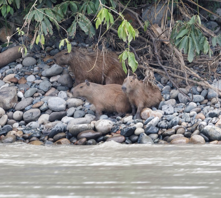 capybara 14