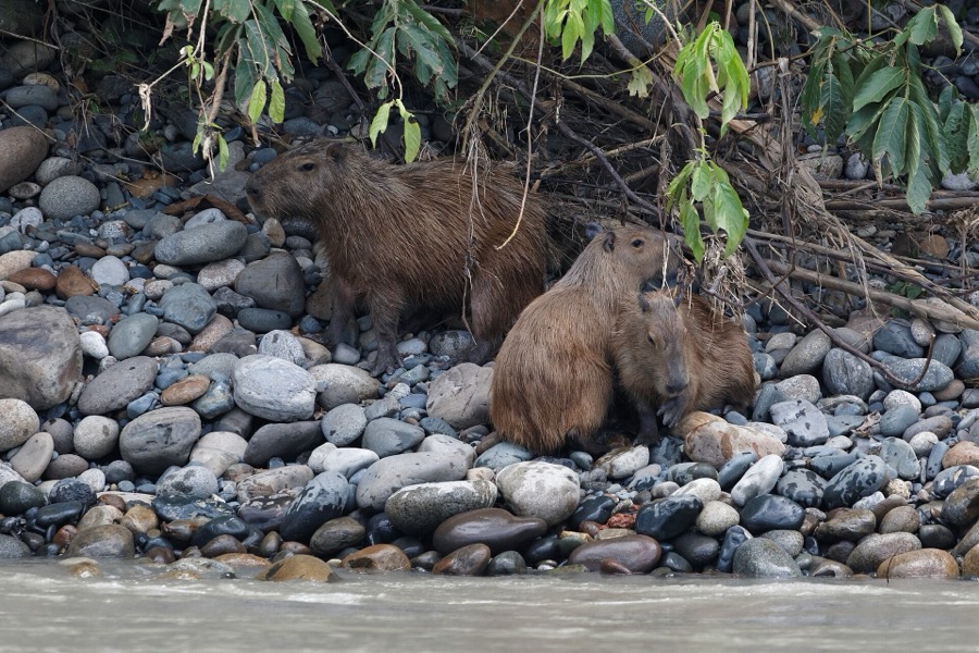 capybara 15