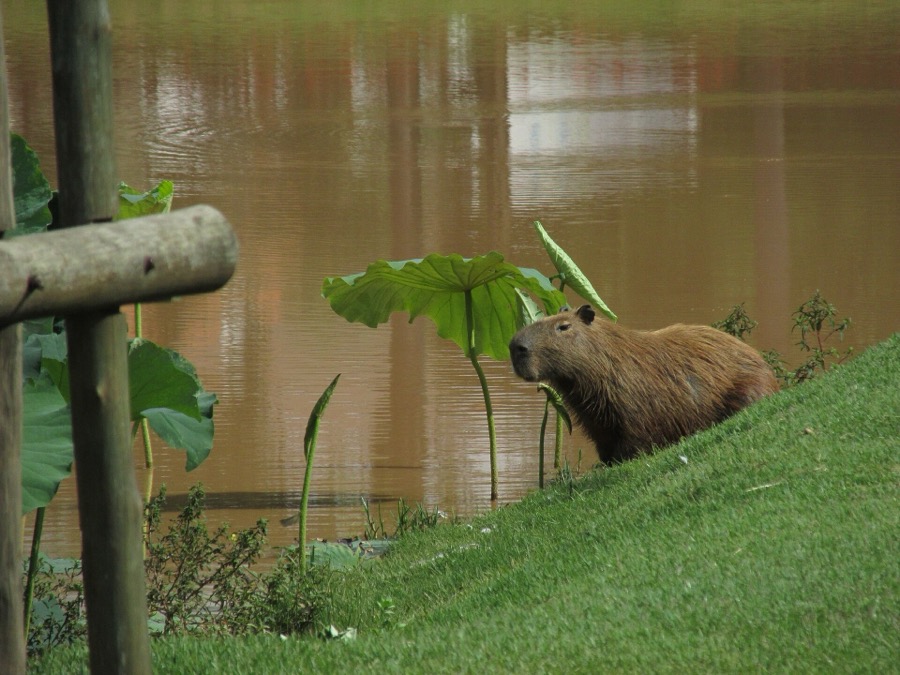 capybara 16