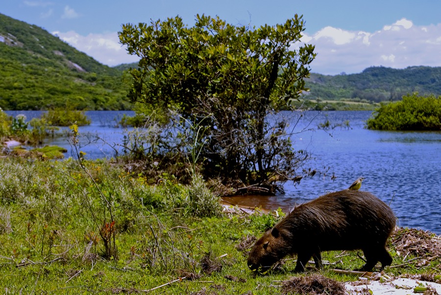 capybara 17