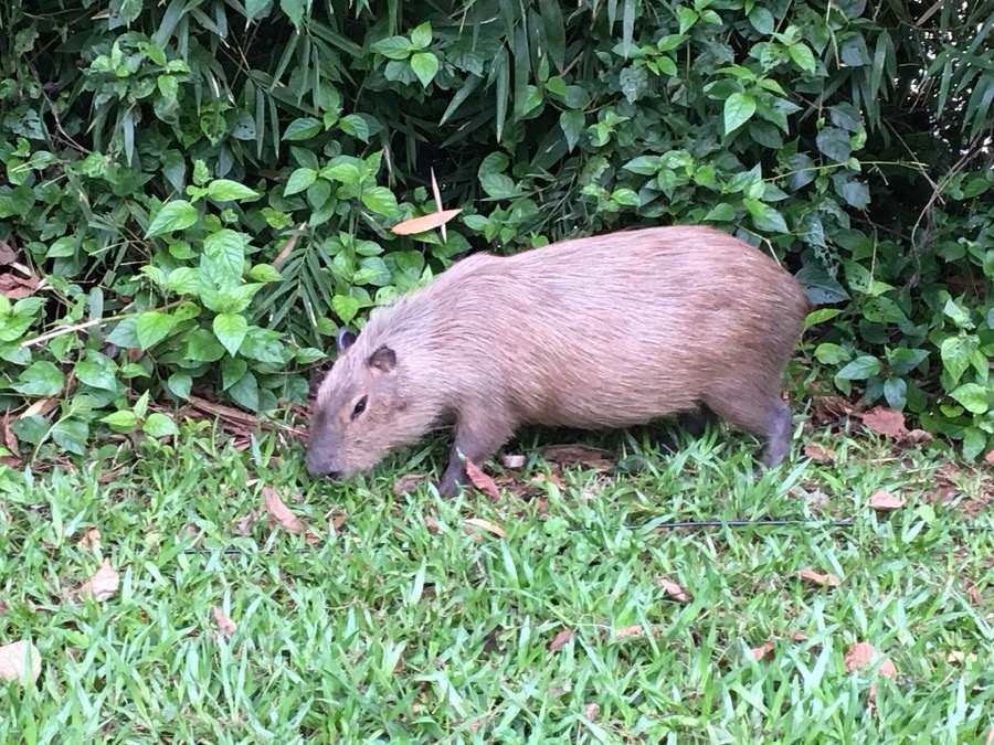 capybara 18