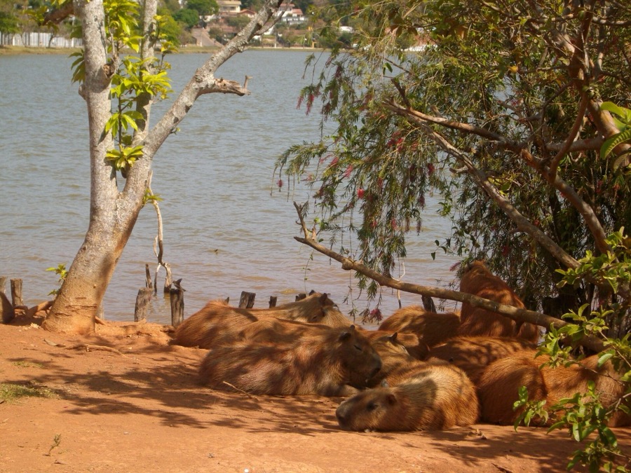 capybara 19