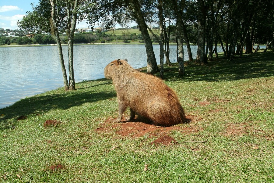 capybara 20