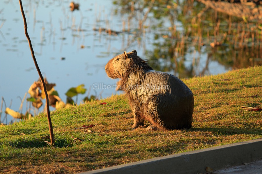capybara 21