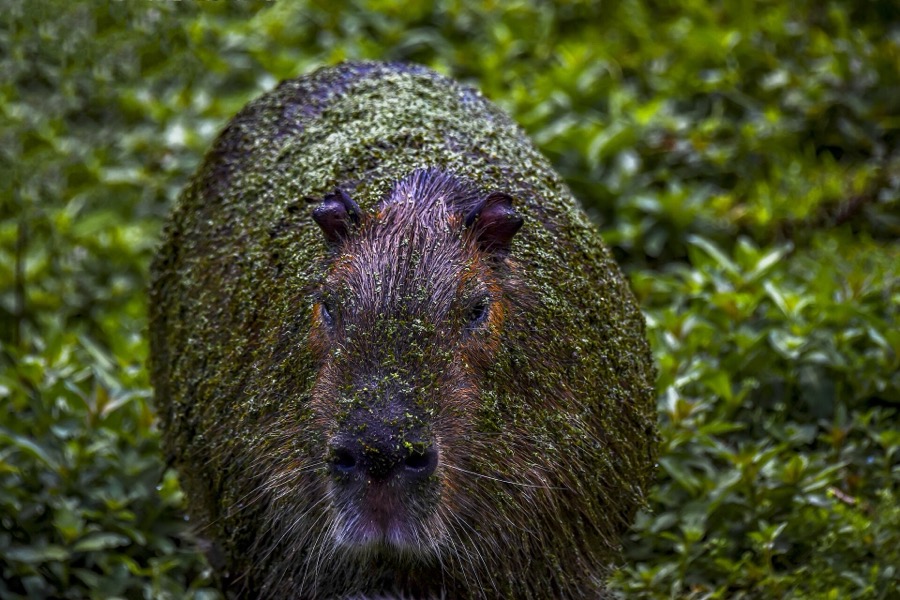 capybara 22