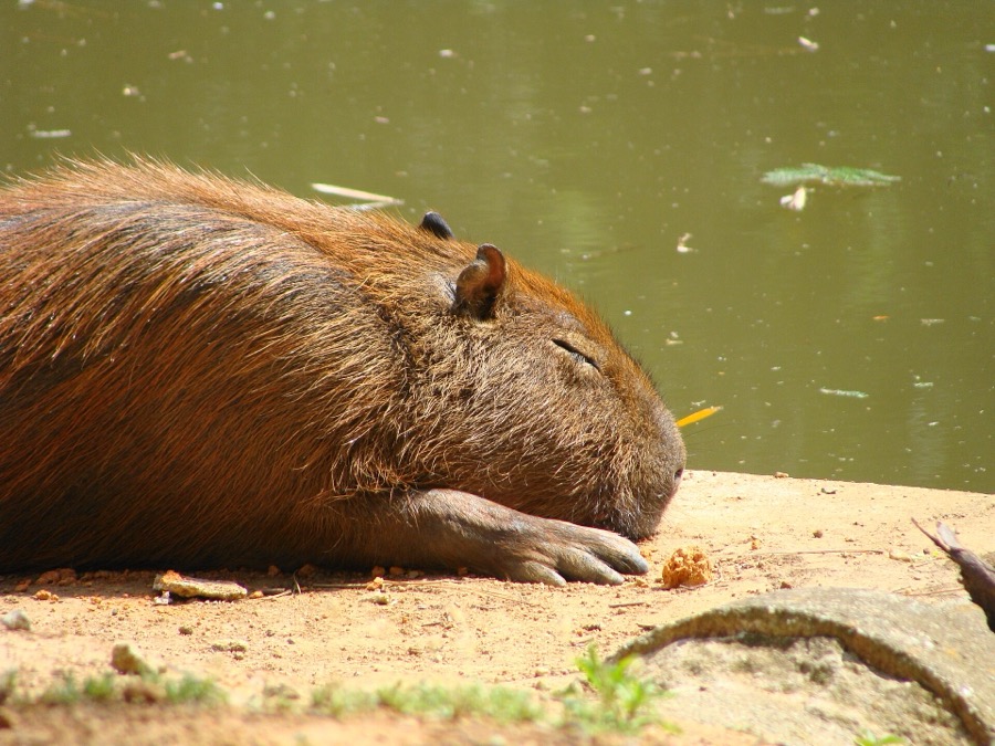 capybara 23