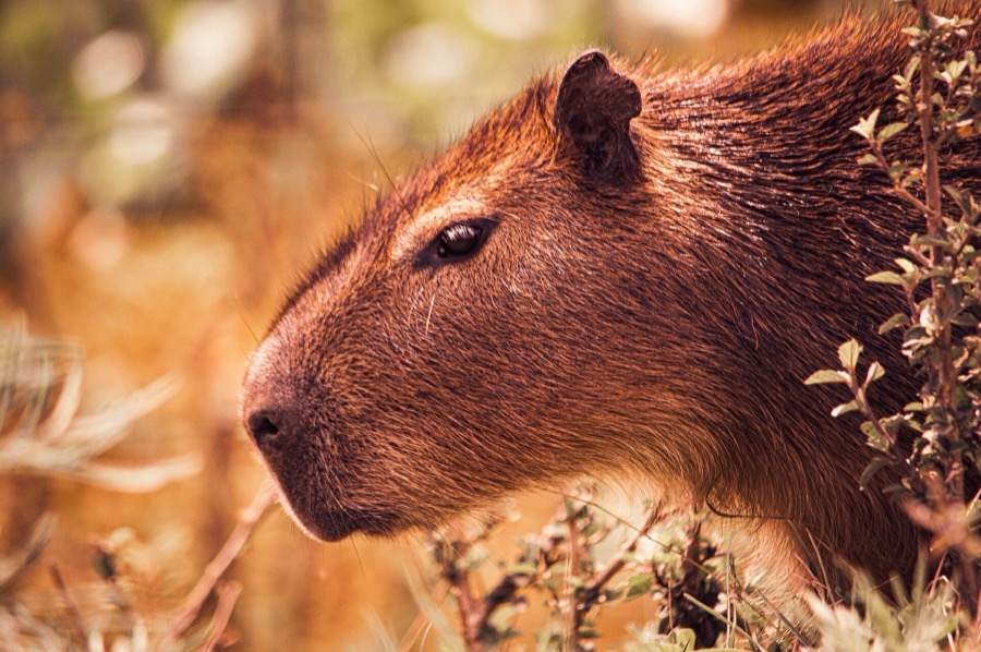 capybara 24