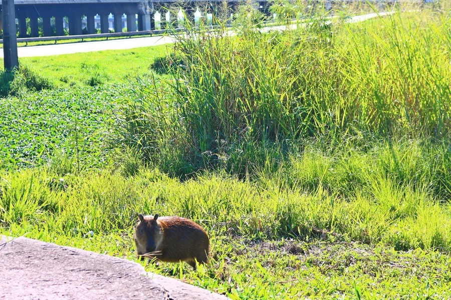 capybara 25
