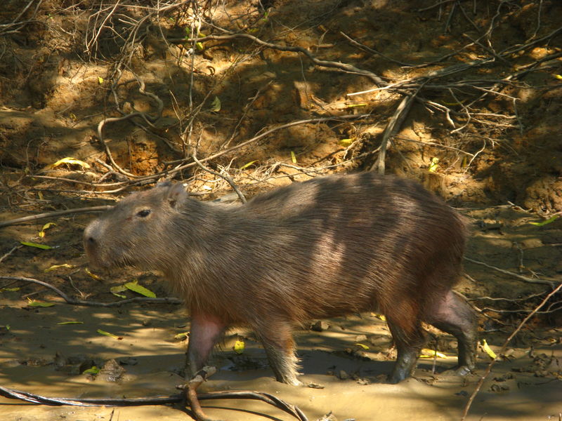 capybara 26