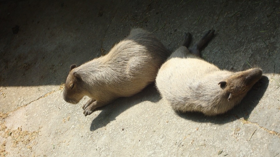 capybara 27