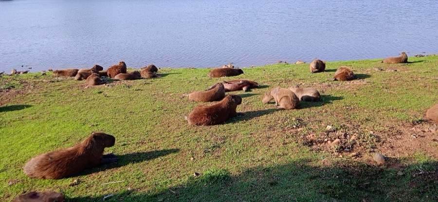 capybara 28