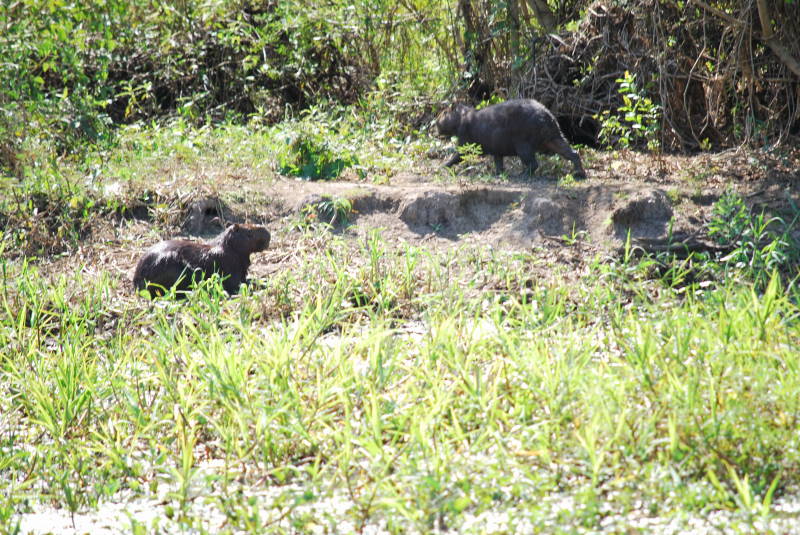 capybara 29
