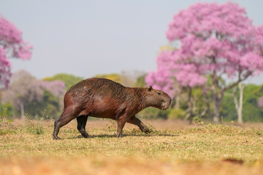 capybara 32