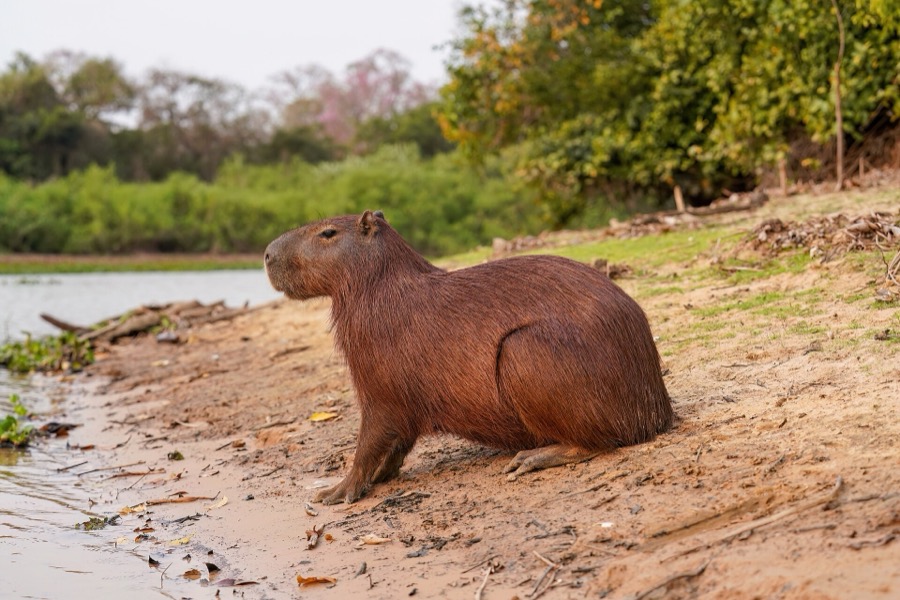 capybara 33