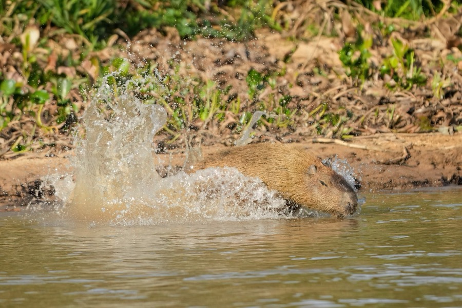 capybara 34
