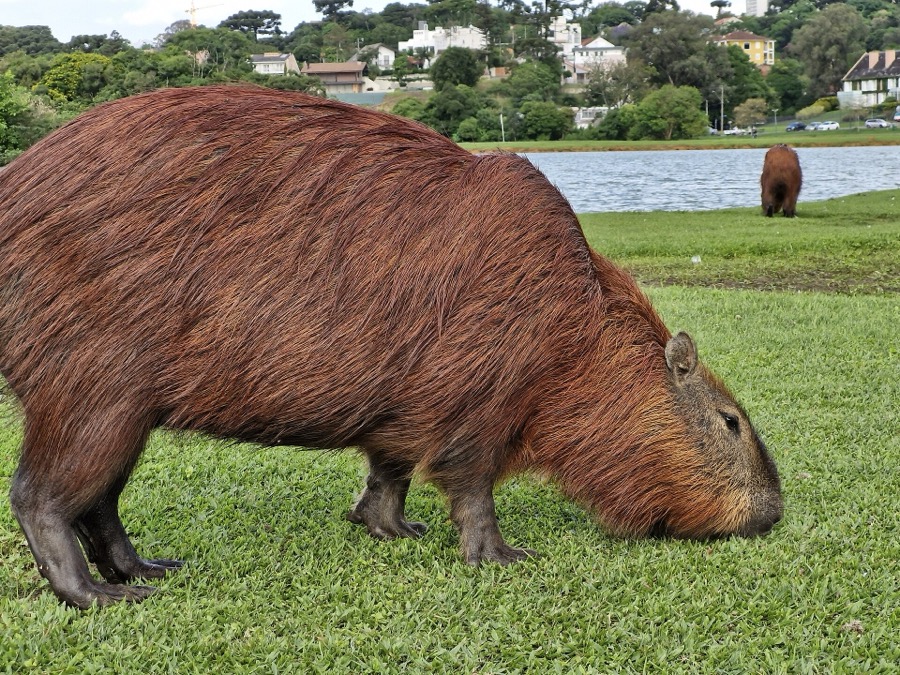 capybara 35