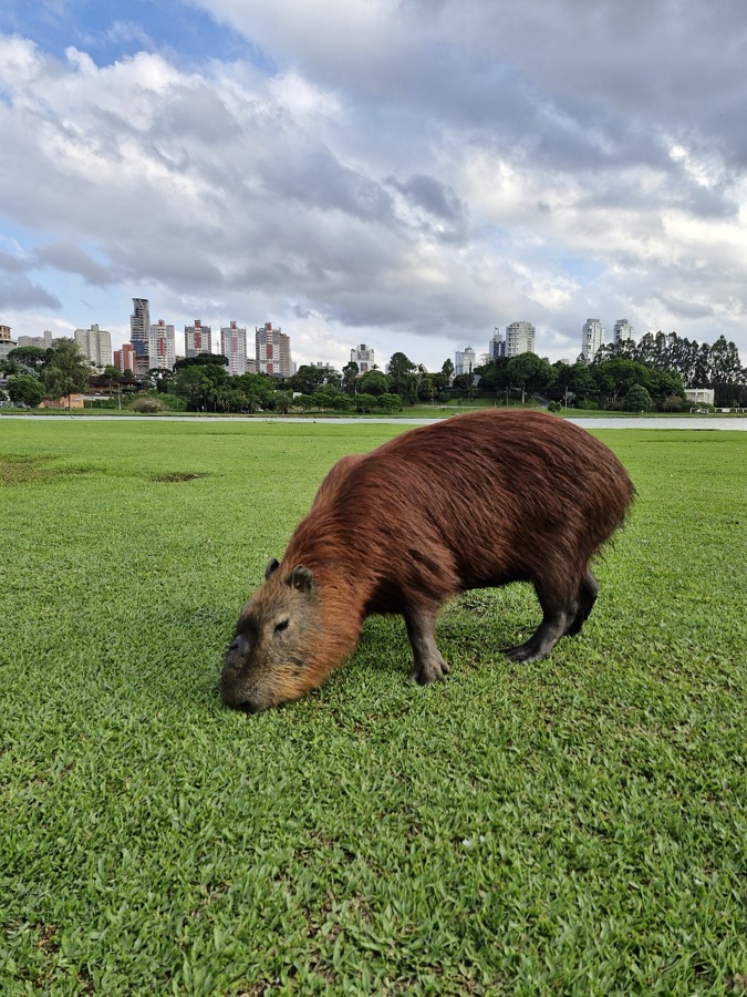 capybara 36