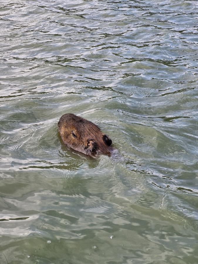 capybara 37
