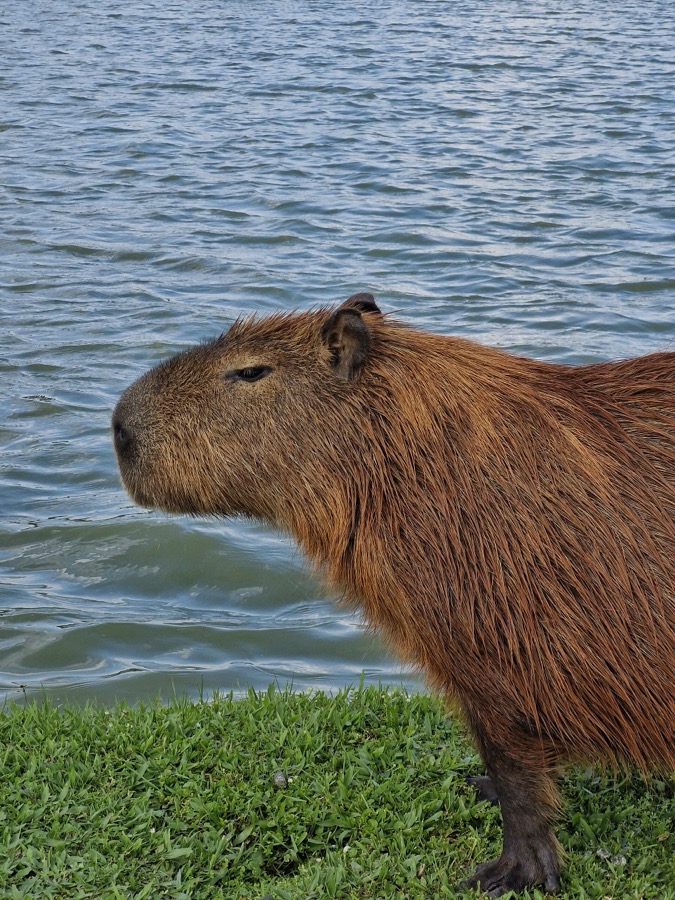 capybara 38