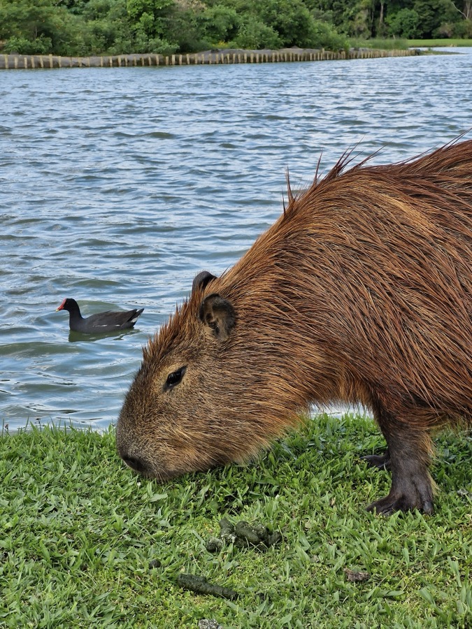 capybara 39