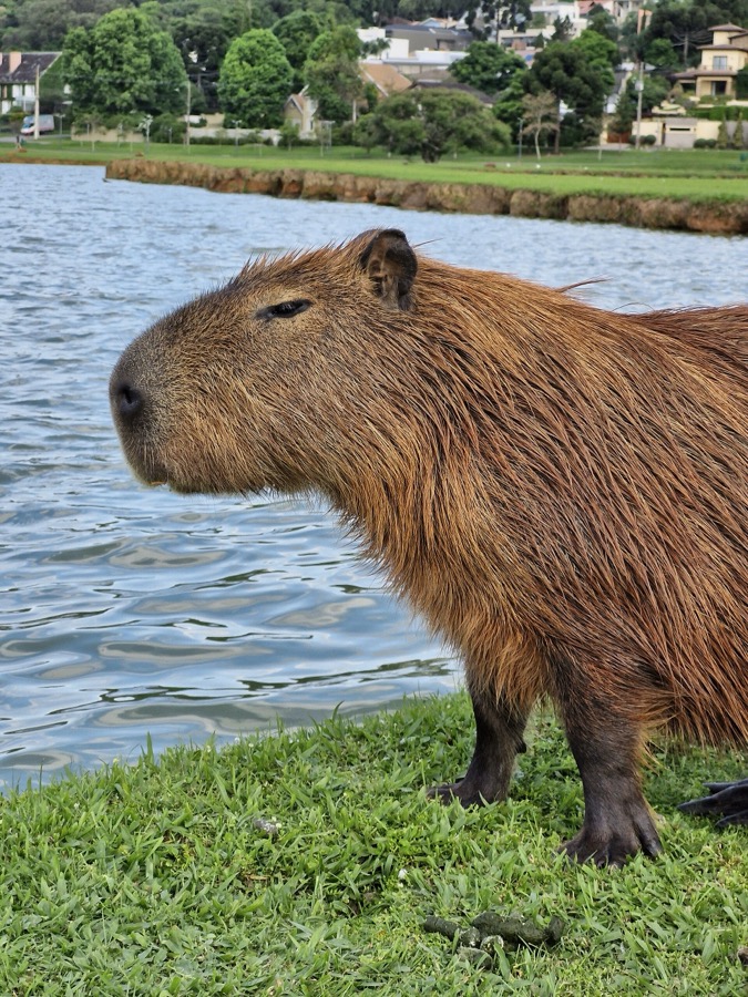 capybara 40